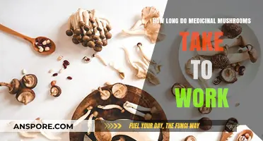 Medicinal Mushrooms: Understanding Their Timeframe for Effective Health Benefits