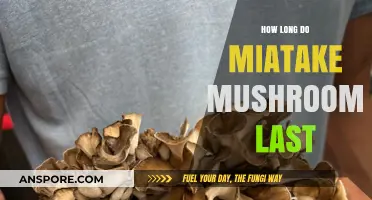 Maitake Mushrooms Shelf Life: Storage Tips for Freshness and Longevity