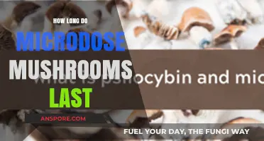Microdosing Mushrooms: Duration, Effects, and What to Expect