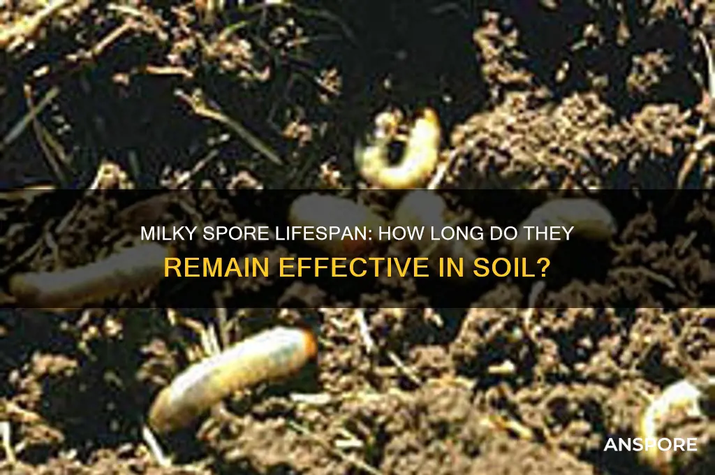 how long do milky spores last
