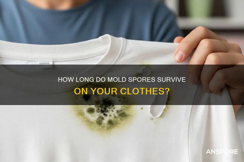how long do mold spores live on clothes