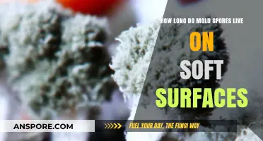 Mold Spores on Soft Surfaces: Lifespan and Removal Tips
