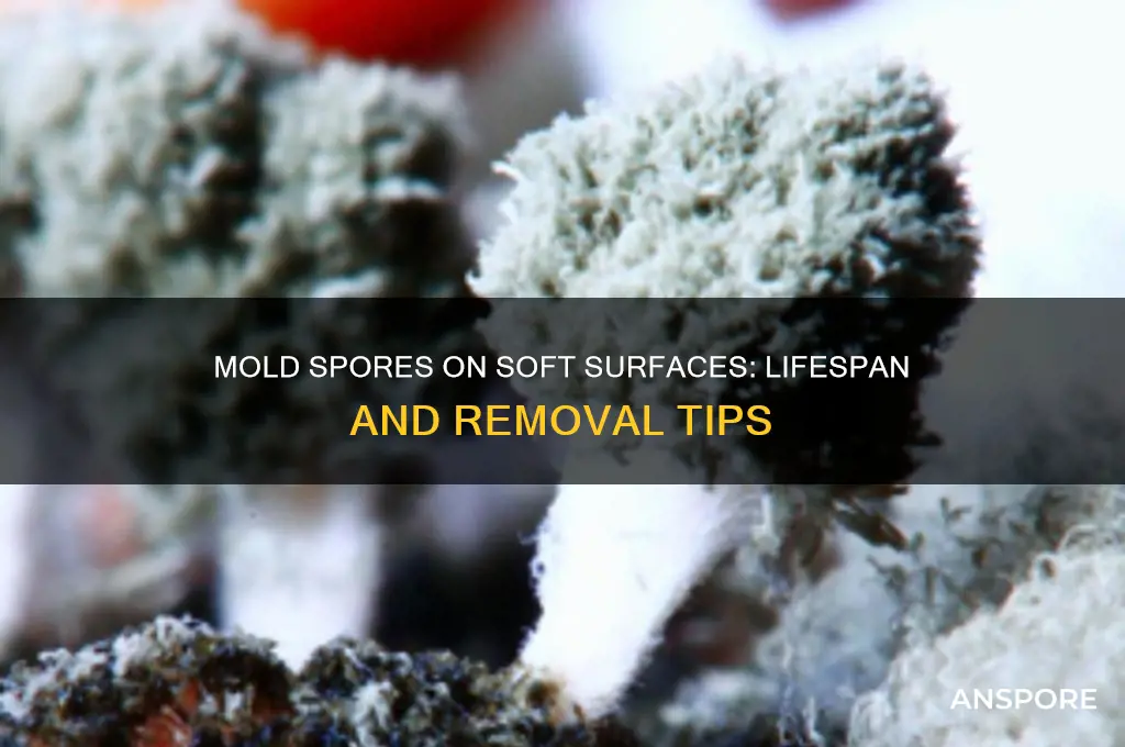 how long do mold spores live on soft surfaces