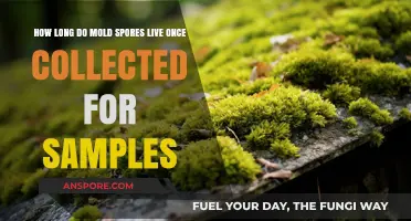 Understanding Mold Spore Lifespan After Collection for Sample Testing