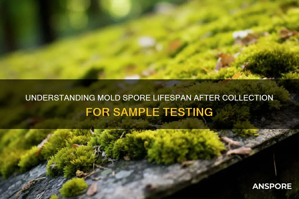 how long do mold spores live once collected for samples