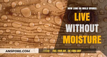 How Long Can Mold Spores Survive Without Moisture?