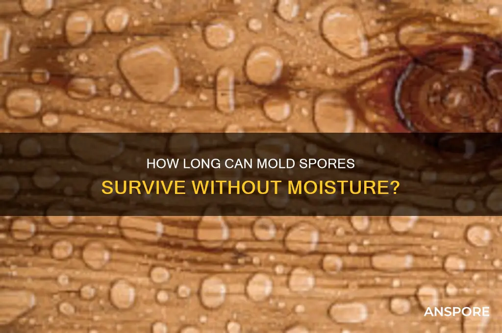 how long do mold spores live without moisture