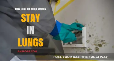 Mold Spores in Lungs: Duration, Risks, and Health Implications Explained