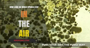 How Long Do Mold Spores Stay Airborne and Pose Risks?