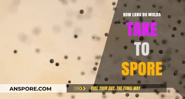 Understanding Mold Spore Development: Timelines and Environmental Factors