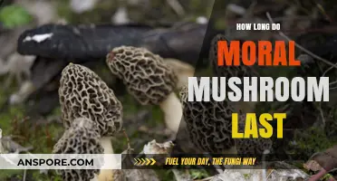 Moral Mushrooms: Understanding Their Shelf Life and Freshness Duration