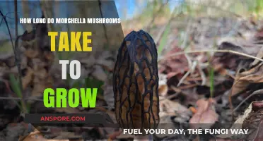 Morchella Mushrooms Growth Timeline: From Spores to Harvest