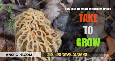 Morel Mushroom Spores: Understanding Their Growth Timeline and Factors