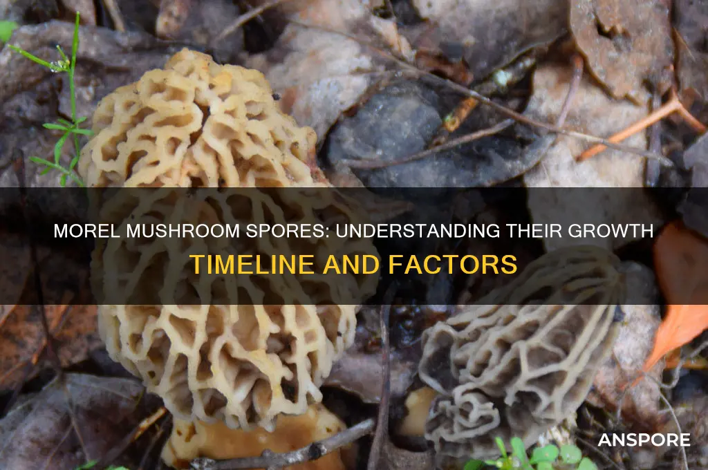 how long do morel mushroom spores take to grow