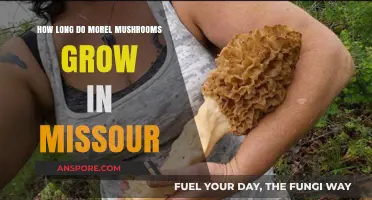 Missouri Morel Mushrooms: Growth Duration and Seasonal Harvest Guide