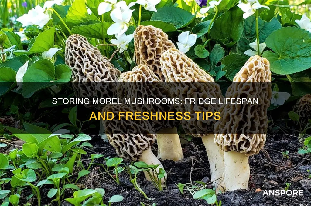 how long do morel mushrooms keep in fridge