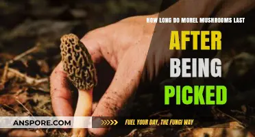 Freshness Guide: How Long Do Picked Morel Mushrooms Last?