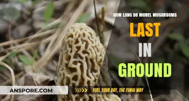 Morel Mushrooms Lifespan: How Long Do They Stay in the Ground?