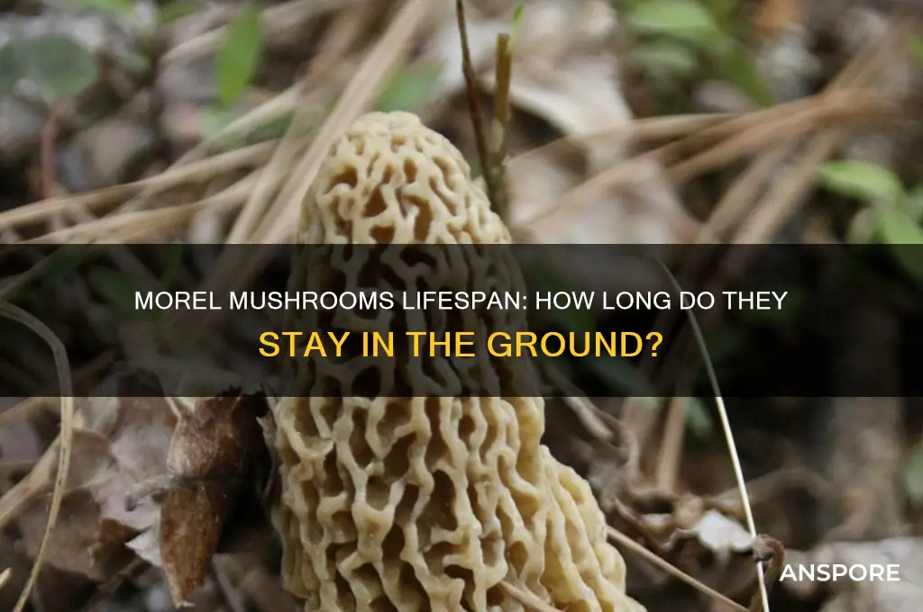 how long do morel mushrooms last in ground