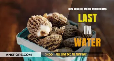 How Long Do Morel Mushrooms Stay Fresh in Water?