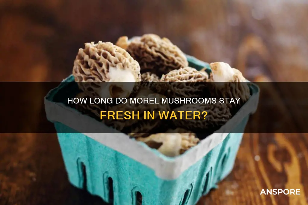 how long do morel mushrooms last in water