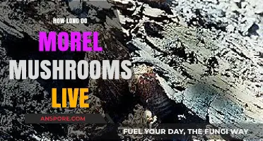 Understanding the Lifespan of Morel Mushrooms: Growth, Decay, and Harvesting