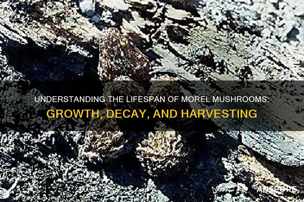 how long do morel mushrooms live