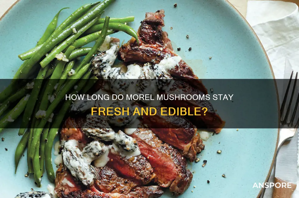 how long do morel mushrooms stay up