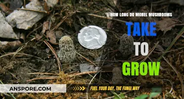 Morel Mushrooms Growth Timeline: From Spores to Harvest