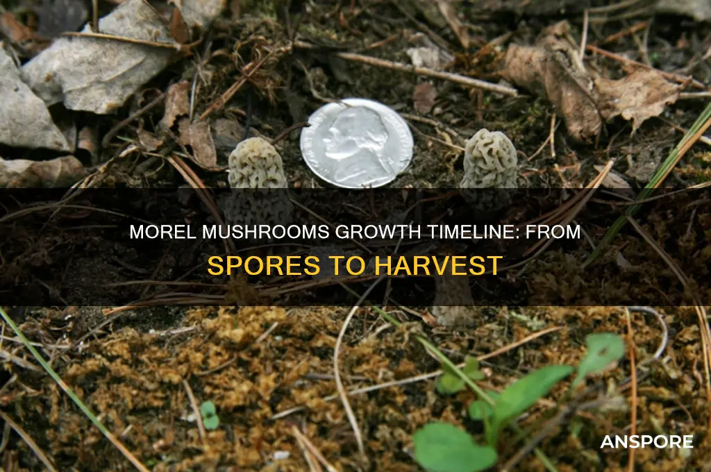 how long do morel mushrooms take to grow