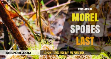 Understanding Morel Spores: Lifespan, Viability, and Storage Tips