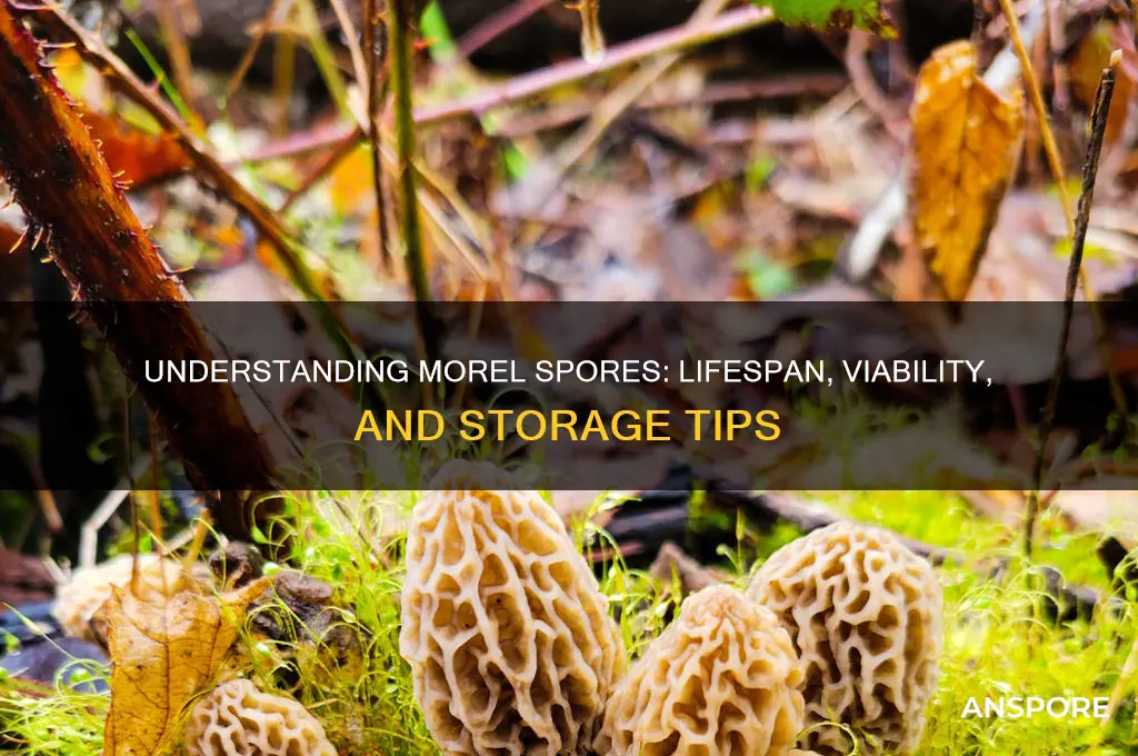 how long do morel spores last