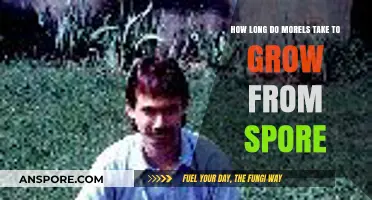 Morel Mushroom Growth Timeline: From Spore to Harvest Explained