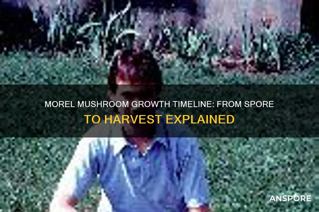 how long do morels take to grow from spore