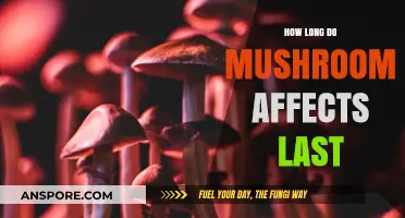 Understanding the Duration of Mushroom Effects: A Comprehensive Guide