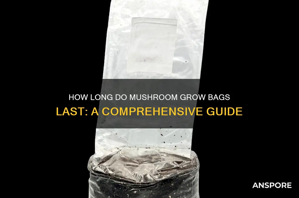 how long do mushroom boom bags keeo