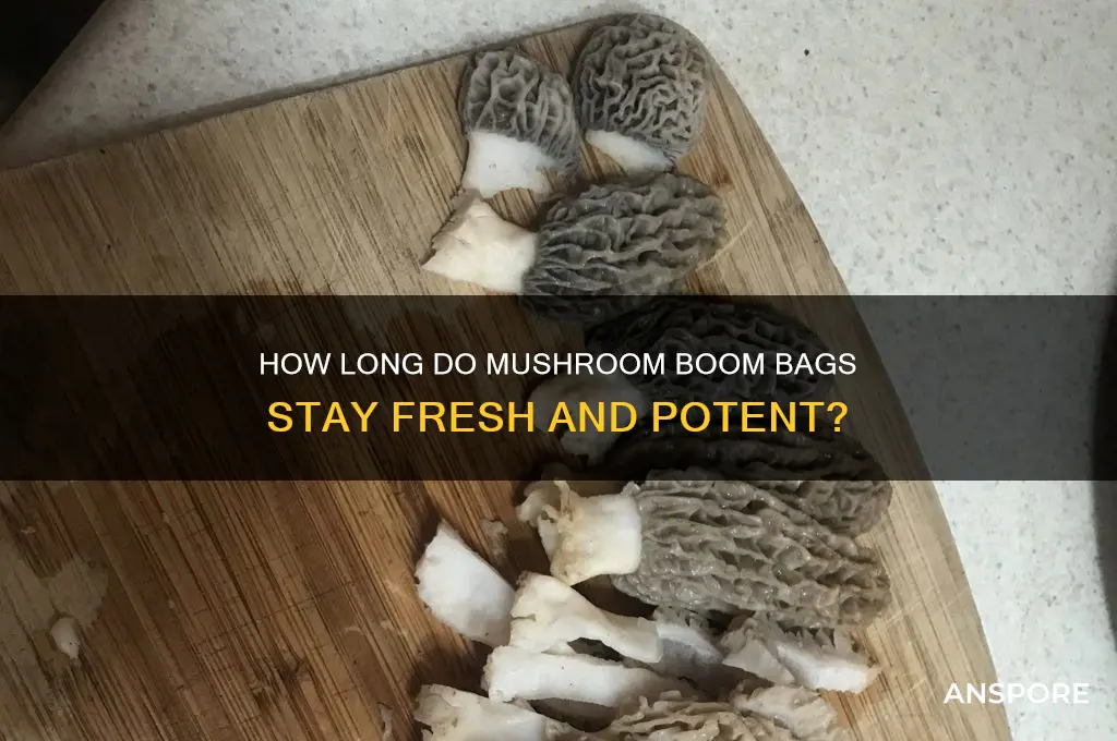 how long do mushroom boom bags keep