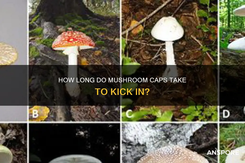 how long do mushroom caps take to kick in