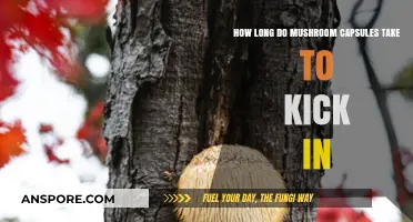 How Long Do Mushroom Capsules Take to Kick In?