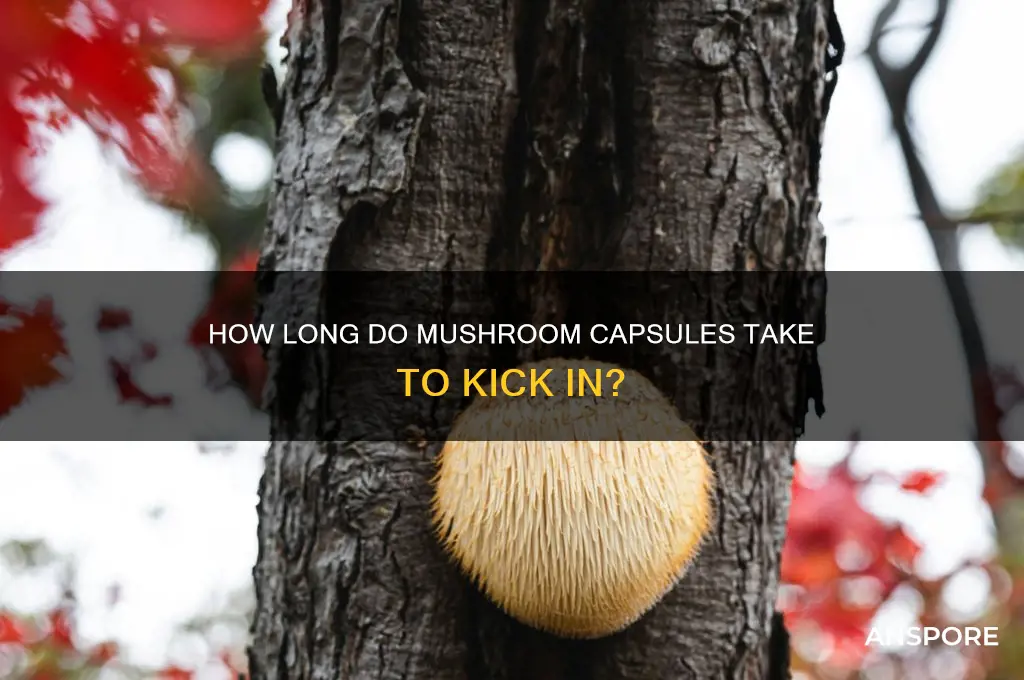 how long do mushroom capsules take to kick in