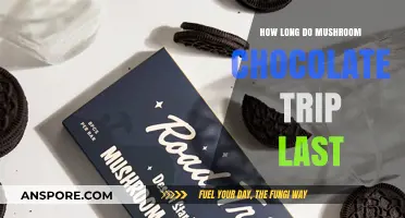 Exploring the Duration of Mushroom Chocolate Trips: What to Expect