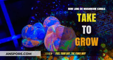 Mushroom Coral Growth Timeline: Understanding Their Slow Development Process