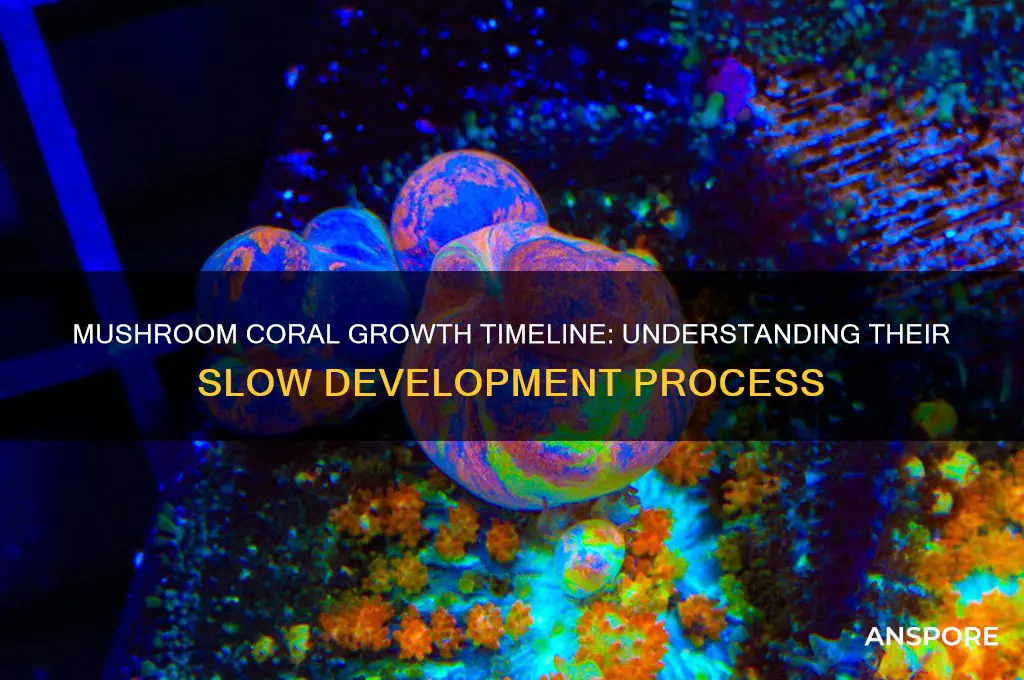 how long do mushroom corals take to grow