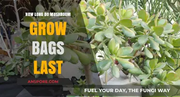 How Long Do Mushroom Grow Bags Last: A Comprehensive Guide