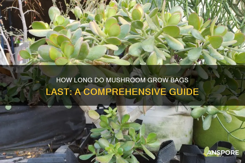 how long do mushroom grow bags last