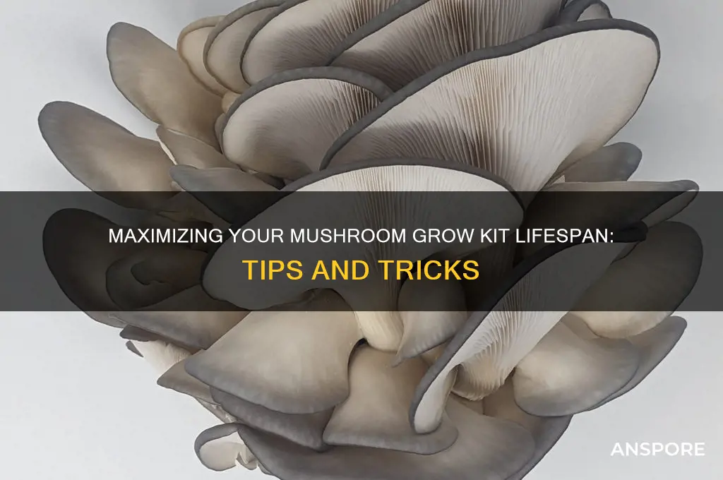 how long do mushroom grow kits last