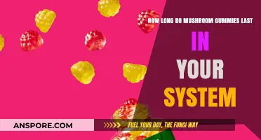 Mushroom Gummies Duration: How Long Do Effects Stay in Your System?