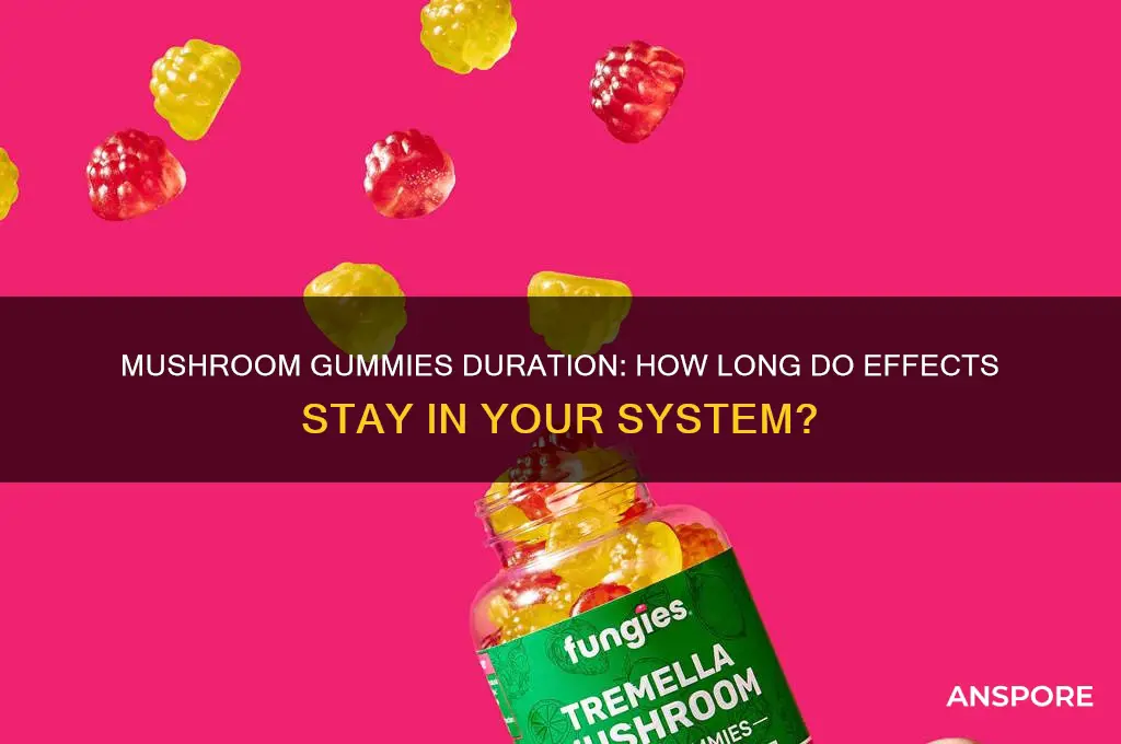 how long do mushroom gummies last in your system