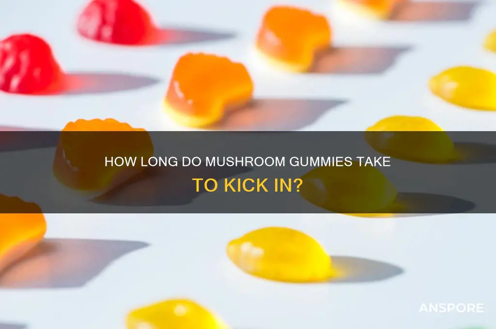 how long do mushroom gummies take