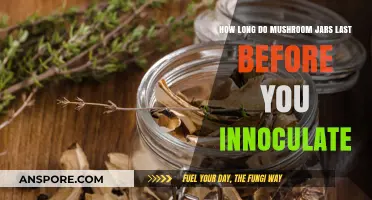 Shelf Life of Mushroom Jars: Timing Inoculation for Optimal Growth